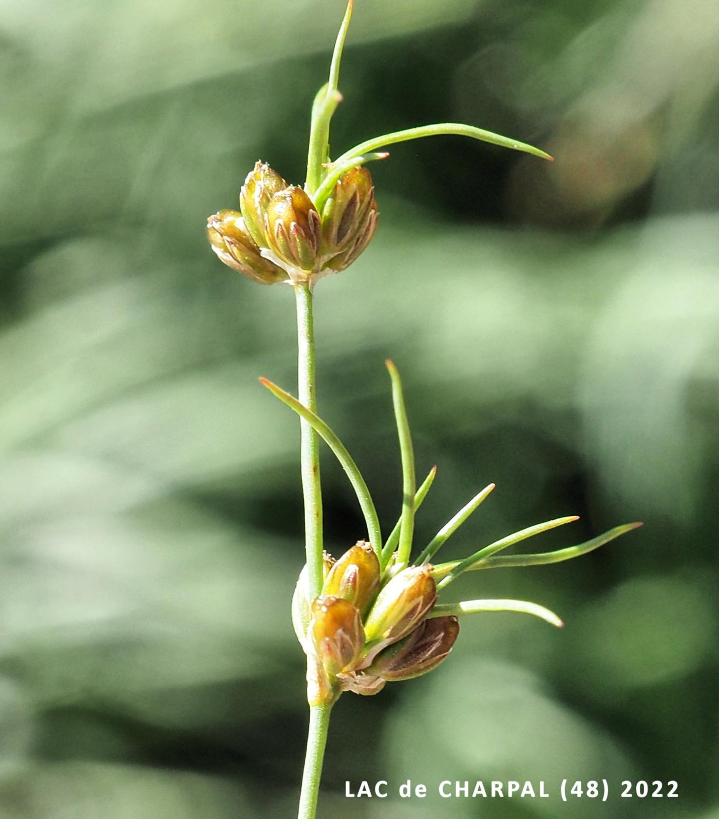 Rush, Bulbous fruit